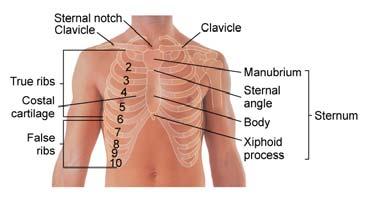 Spine Spinal column (vertebral column) 7 Cervical 12 Thoracic 5