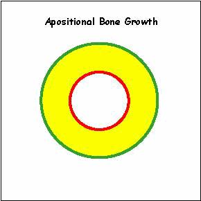 1) bone growth Appositional