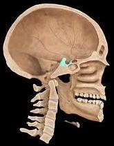 Cranial Bones 1) Temporal Bone Temporomandibular joint (TMJ) zygomatic arch 2)