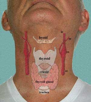 Hyoid Bone 1) Characteristics Acts