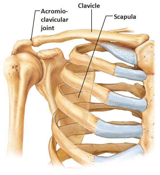 Appendicular Skeleton 1) structures