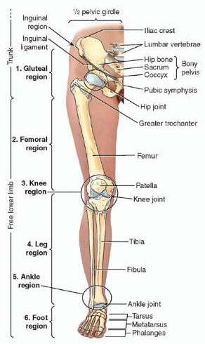 Lower Limb 1) Carries the weight of the erect body & locomotion A) thicker and stronger