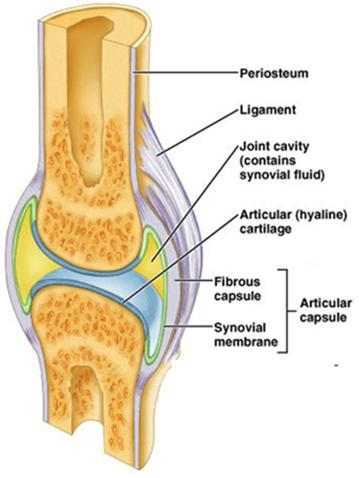 Synovial Joints 1) Joint cavity 2) articular capsule Fibrous capsule Synovial membrane 3)