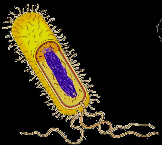 bacteria cells -