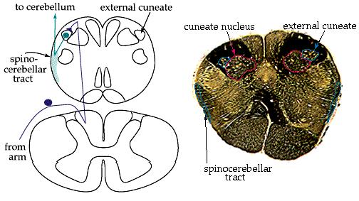 The spinocerebellar tract stays on the lateral margin of the brainstem all the way up the medulla. Just before reaching the pons, it is joined by a large projection from the inferior olive.