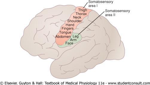 Primary somatosensory cortex; The postcentral gyurs corresponds to Brodmann areas 3, 1, and 2 and contains primary somatosensory cortex.