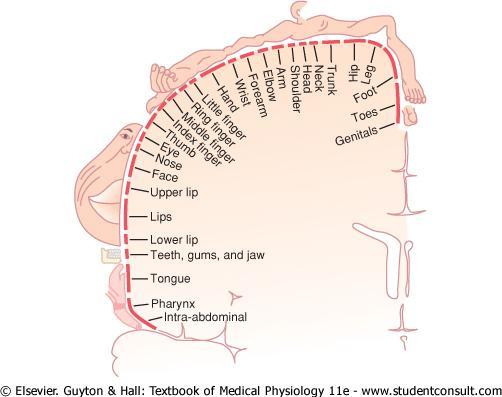 The Sensory Homunculus in postcentral gyrus (Area 3, 1, 2) parietal lobe Somatotropic representation of the body Posterior parietal association cortex; Just posterior and ventral to the primary