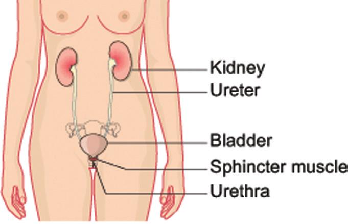 The urinary system consists of the kidney, the ureters, the bladder and the urethra. The kidneys are responsible for filtering the waste products from your blood.
