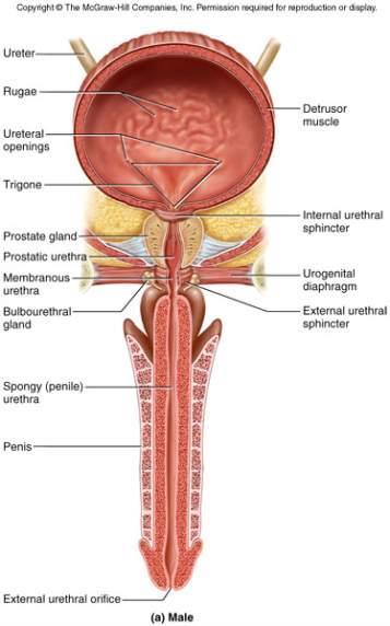 Male Bladder and Urethra 18 cm long Internal urethral sphincter External urethral sphincter 3 regions