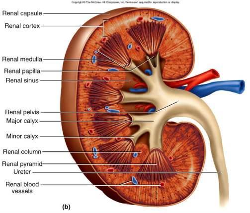 Anatomy of Kidney Renal cortex: outer 1 cm Renal medulla: renal columns,