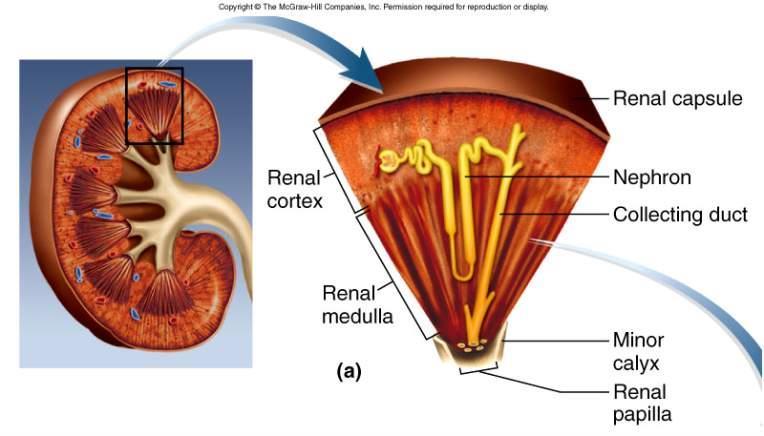 Renal Corpuscle Glomerular filtrate collects