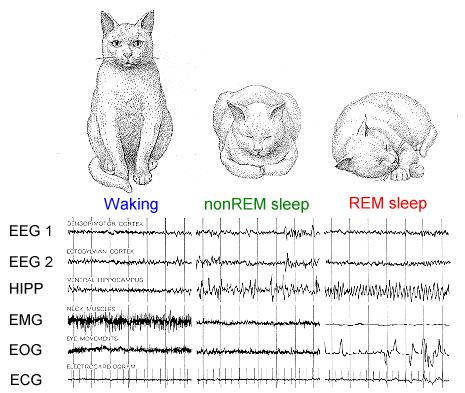 Typical sleep phases in the cat 2011.10.