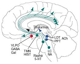 Elements of the brainstem activating system