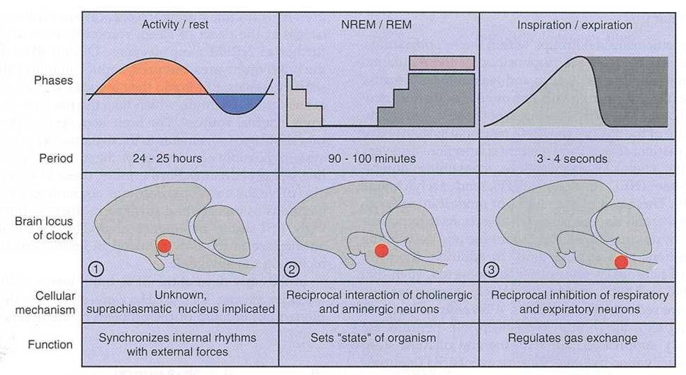 Biological rhythms and the brainstem biological