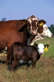 Summary - Selenium Cow/calf production is most impacted by; Calf vigor Anestrous interval Response to vaccination Weaned calves in Florida (southeast) are commonly selenium deficient Low selenium