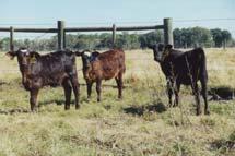 Feeding high-selenium hay to growing beef calves Ranches et al. JAS.
