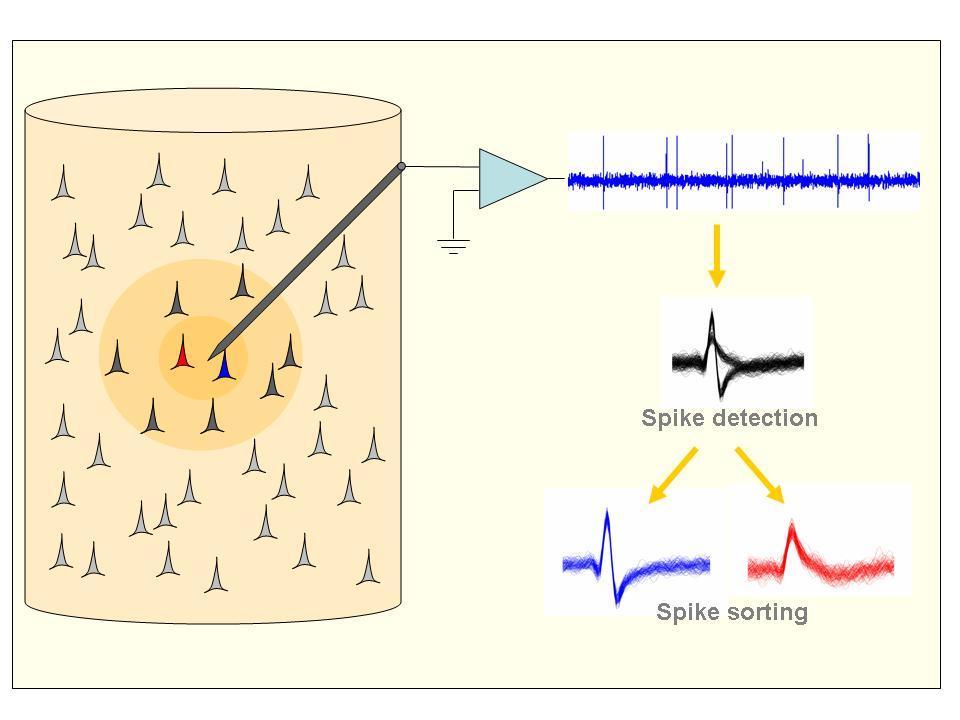 In single-unit recordings sharp electrodes are positioned close to a neuronal soma.