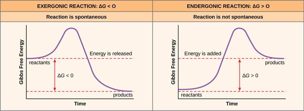 Utilization of Energy Energy is needed to do work. Energy comes directly from the sun, or is contained in chemical bonds.