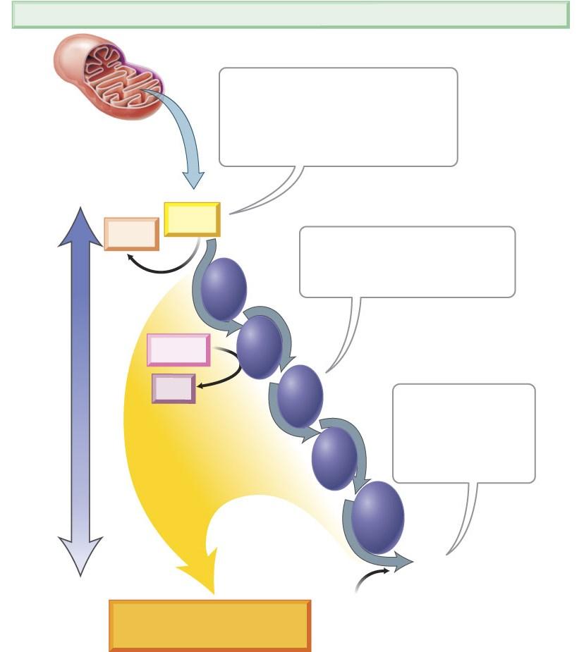 Potential energy Electron Transport Chain (inner membrane of mitochondrion) Electron Transport Chain The molecules of NADH and FADH 2 produced by earlier phases of cellular respiration pass their