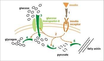 Regulation of blood glucose Insulin is released from the β-cells of the pancreas In response to increased blood
