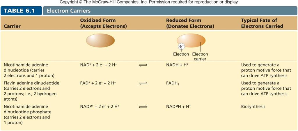 Role of Electron Carriers Energy harvested in stepwise process Electrons transferred to electron carriers, which represent