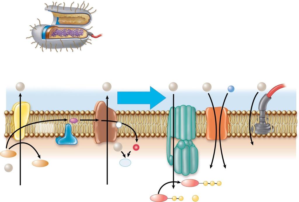 The Electron Transport Chain Copyright The McGraw-Hill Companies, Inc. Permission required for reproduction or display.