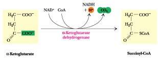 1. Carboxyl group is removed as CO 2 2. NAD + is reduced to NADH and H + 3.