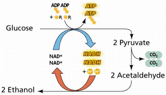 Glycolysis Pyruvate Acetyl CoA Krebs 2 NADH 6 ATP (oxid. ph