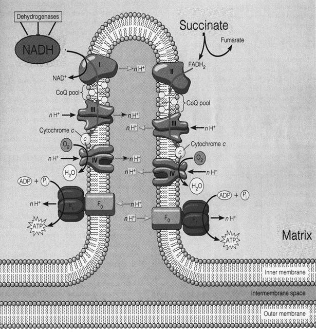 The electron transport chain (terminal oxidation) Terminal Oxidation can be divided into four
