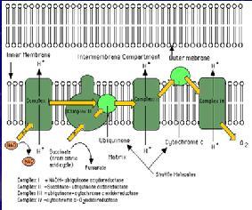 3. Electron Transport Chain Oxidative Phosphorylation Series of proteins in the mitochondria