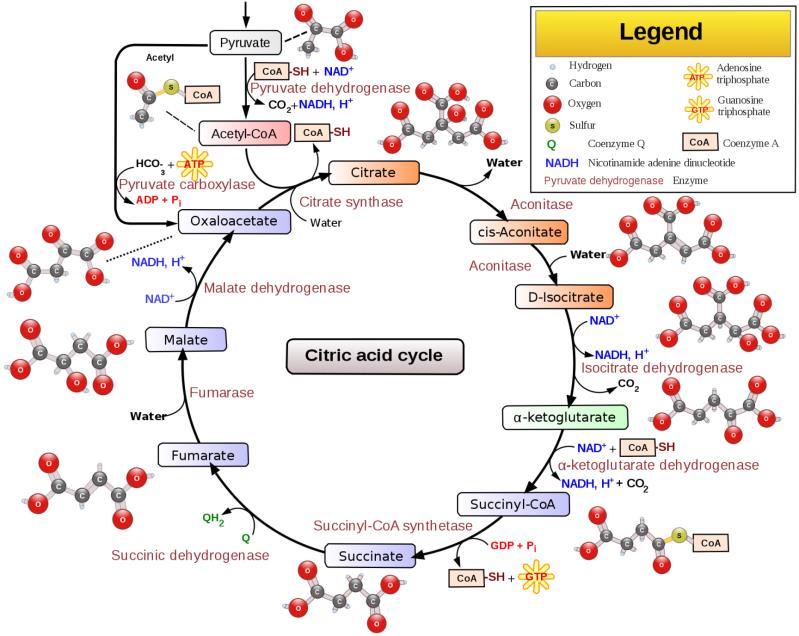 Reactions of the Citric Acid Cycle 29 Reactions of