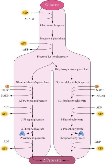 A Summary of the Glycolysis Pathway 13