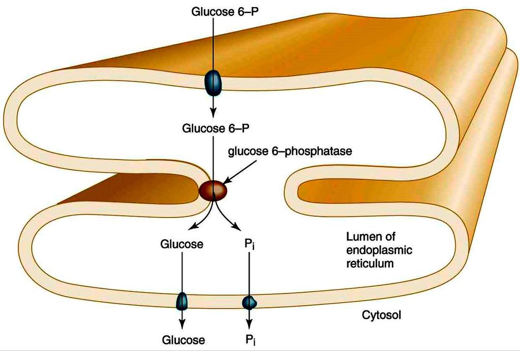 an energetically favorable pathway for the formation of free glucose. Liver and kidney are the only organs that release free glucose from glucose 6-phosphate.