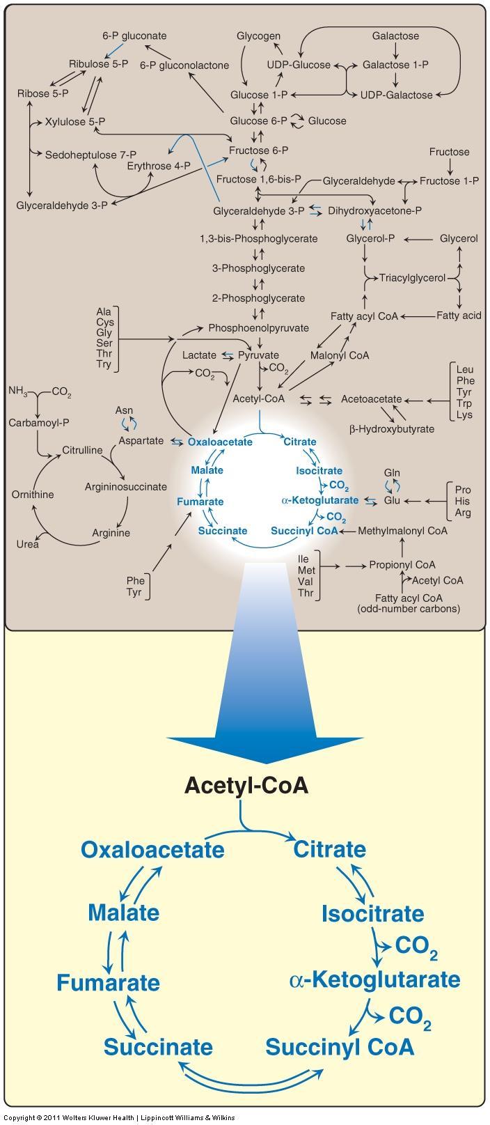 Reaction of the cycle In the TCA cycle,