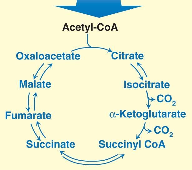acetyl group from acetyl coenzyme A (CoA),