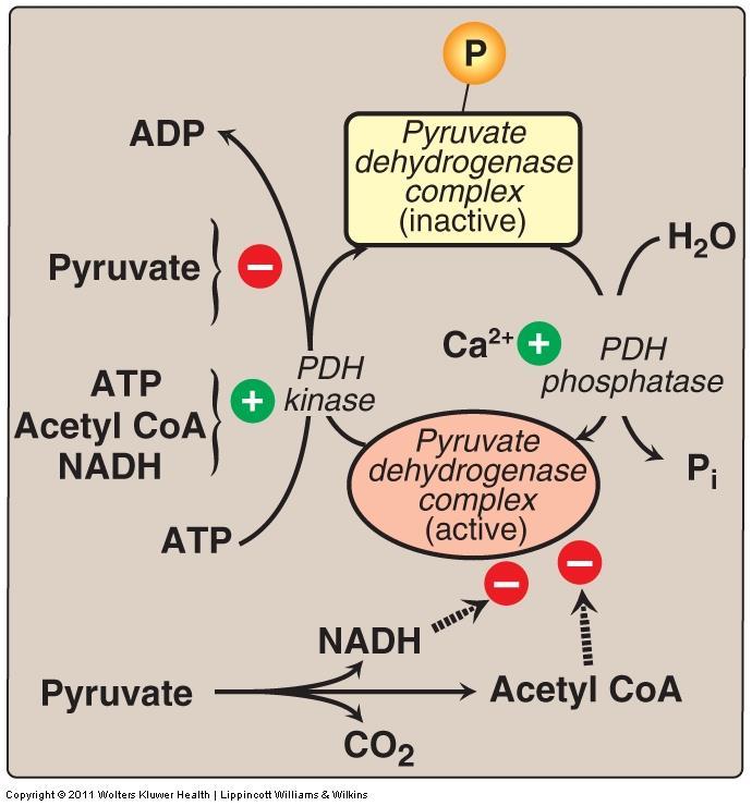 Reaction of the TCA cycle A. Oxidative decarboxylation of pyruvate: (need 3 enzymes and 5 coenzymes) 2. Regulation of pyruvate dehydrogenase complex 1.
