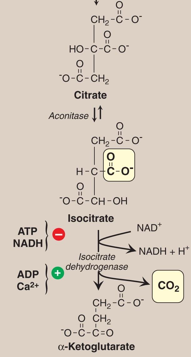 Reaction of the TCA cycle (مهم) C. Isomerization of citrate Citrate is isomerized to isocitrate by aconitase, an Fe-S protein. D.