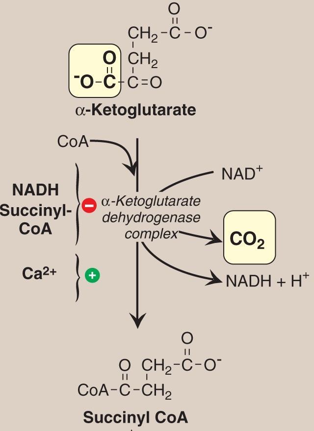 E. Oxidative decarboxylation of α- ketoglutarate Reaction of the TCA cycle The conversion of α-ketoglutarate to succinyl CoA is catalyzed by the α- ketoglutarate dehydrogenase complex.