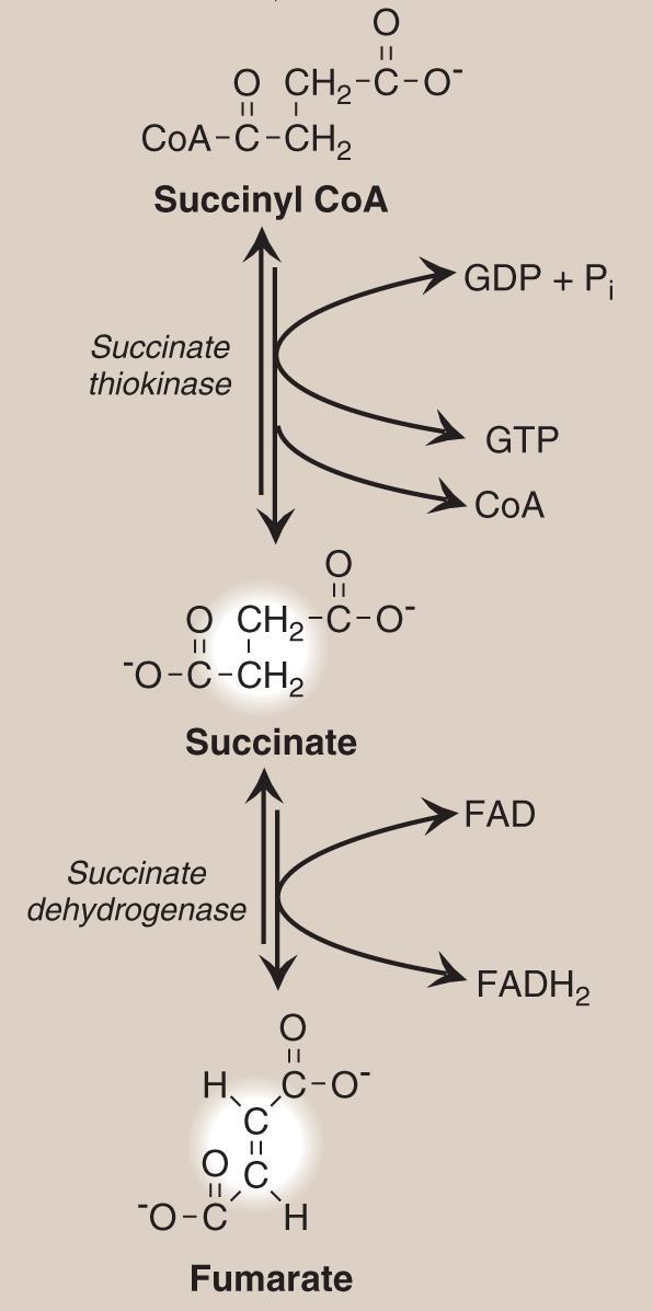 Reaction of the TCA cycle F. Cleavage of succinyl Coenzyme A Succinyl CoA is cleaved by succinate thiokinase (also called succinyl CoA synthetase), producing succinate and GTP.
