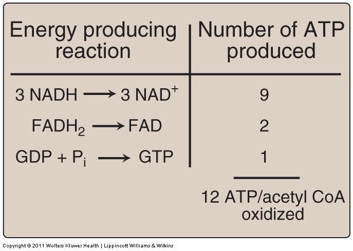 Energy produced by the TCA cycle Number of ATP molecules produced from the oxidation of one molecule of acetyl CoA (using both substrate-level and oxidative phosphorylation).