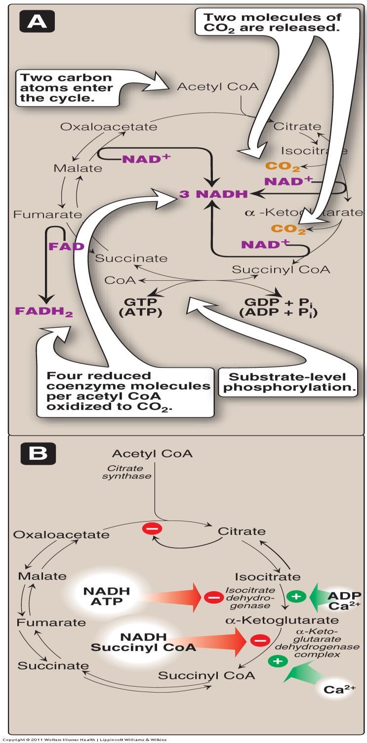 Regulation of the TCA cycle In The most important regulated enzymes reactions with highly