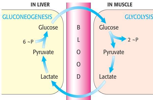 Substrate for gluconeogenesis They include intermediates of glycolysis and the TCA cycle. Glycerol, lactate, and the α-keto acids. 1.