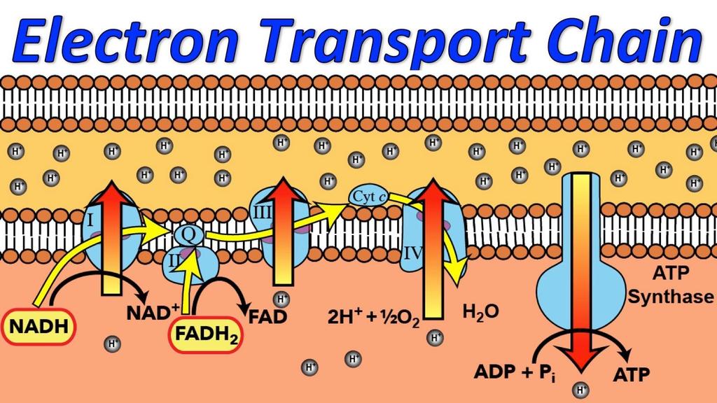 Electron Transport Chain (ETC) The electron transport chain is a series of protein complexes (called Complexes I, II, III, IV, and V) found in the inner