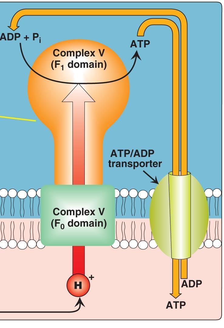 Membrane transport systems The inner mitochondrial membrane is impermeable to most charged or hydrophilic substances. 1.