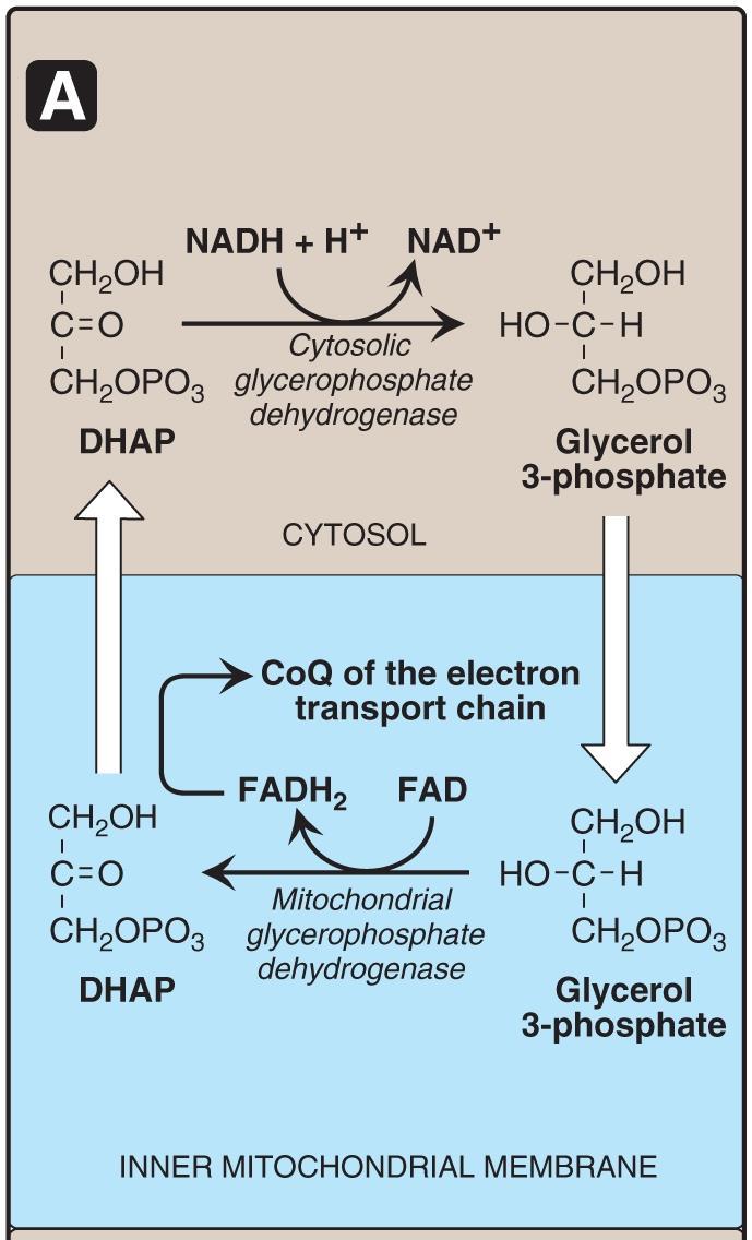 Transport of reducing equivalents 1. Glycerol 3-Phosphate Shuttle.