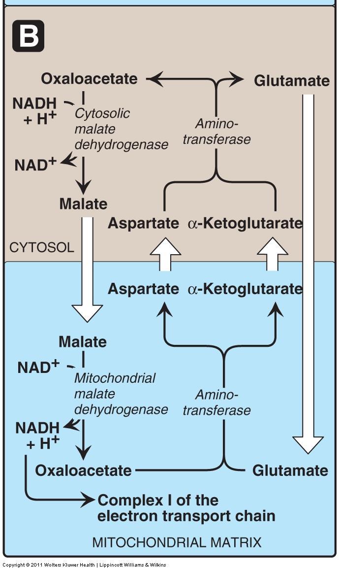 Transport of reducing equivalents 2. Malate-Aspartate shuttle. (produce 3 ATP per NADH (from glycolysis) NADH can not transport in the inner mitochondrial membrane.