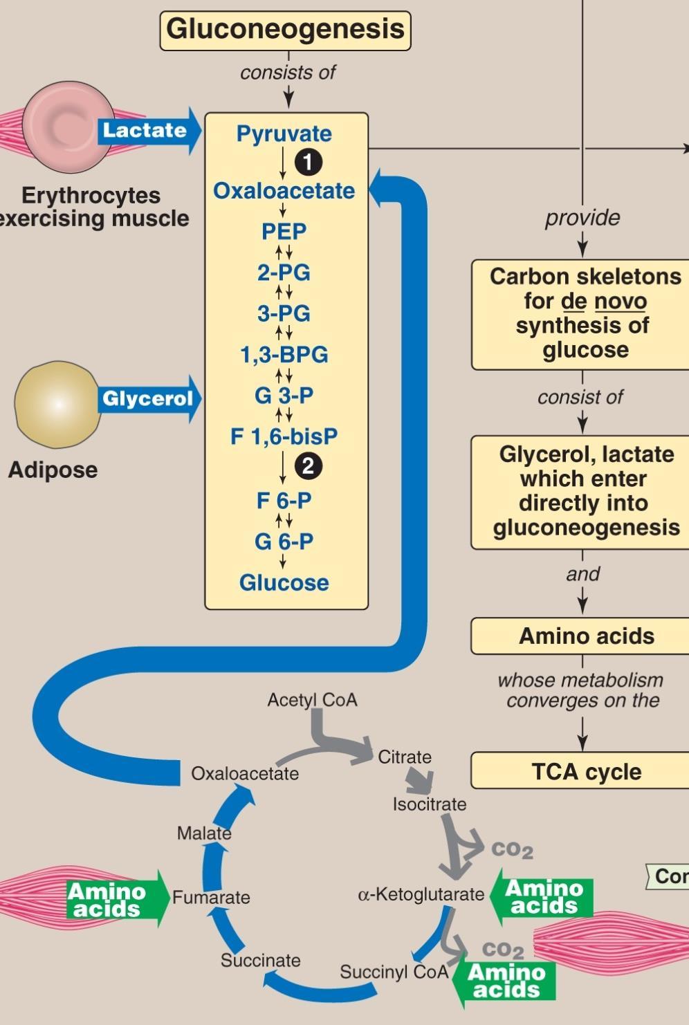 Reactions unique to gluconeogenesis C. Decarboxylation of cytosolic oxaloacetate (need GTP) Oxaloacetate is decarboxylated and phosphorylated to PEP in the cytosol by PEP- carboxykinase.
