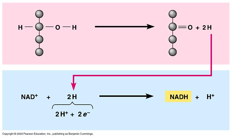 Hydrogen carriers such as NAD + shumle electrons in redox reac,ons Enzymes remove electrons