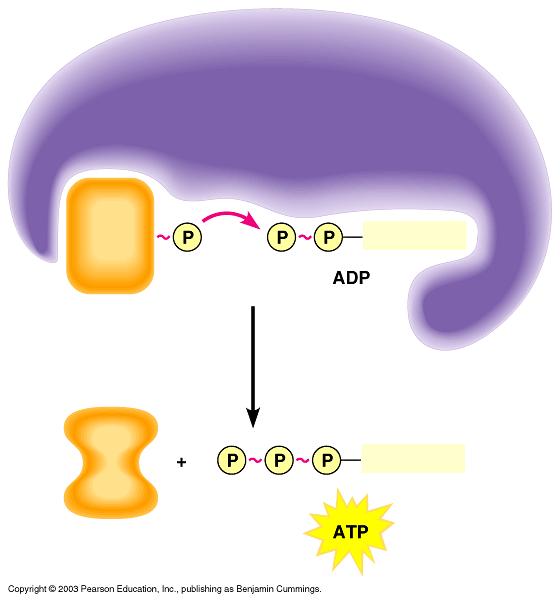 Two mechanisms generate ATP ATP can be made by transferring phosphate groups from organic molecules to ADP This