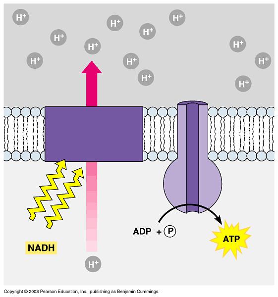 Two mechanisms generate ATP 1.